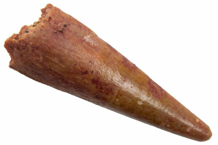 Fossil Pterosaur (Siroccopteryx) Tooth - Morocco #228815